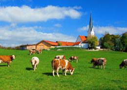 Kühe, die auf einer Wiese in Kirchbichl, Bayern grasen