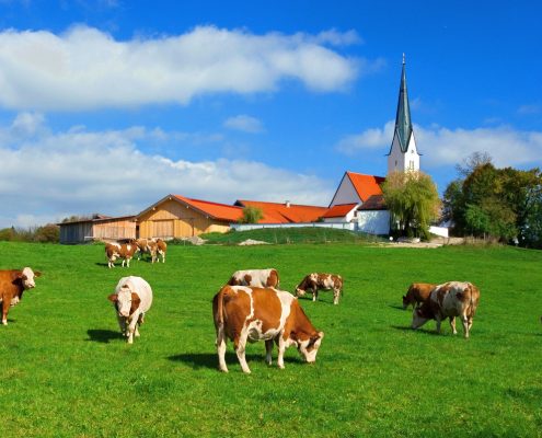 Kühe, die auf einer Wiese in Kirchbichl, Bayern grasen